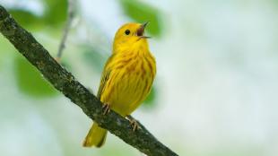 Yellow Warbler singing on a branch