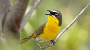 Yellow-breasted Chat