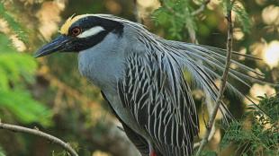 Yellow-crowned Night-Heron