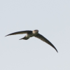 A Himalayan Swiftlet with long, pointed wings spread in flight, seen from a distance