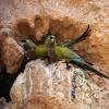 Two Burrowing Parakeets perched at the entrance of a tunnel on a dirt cliff face