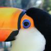 Toco Toucan seen in closeup, with black and white head, large orange beak and bright blue-ringed eye