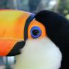 Toco Toucan seen in closeup, with black and white head, large orange beak and bright blue-ringed eye