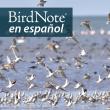 A flock of Wilson's Phalaropes fly before the sea. "BirdNote en español" appears in the upper left corner.