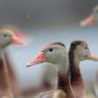 Four Black-bellied Whistling-Ducks stand together as snow falls around them