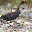 A Black Rail stands on the ground among foliage. 