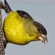 A Lesser Goldfinch is perched on a bird feeder with food in its mouth.