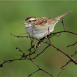 A White-throated Sparrow is perched on a tree branch.