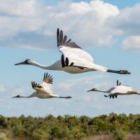 Three Whooping Cranes soar through blue skies with puffy white clouds, over green shrubs