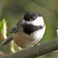 Black-capped Chickadee with seed