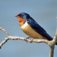 Barn Swallow perched on a branch