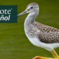 Un esbelto pájaro playero gris con largas patas amarillas vadea el agua. "BirdNote en Español" aparece en la esquina superior izquierda.