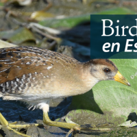 A Sora walks in a wetland