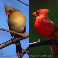 Northern Cardinals, male and female 
