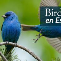 One bright blue Indigo Bunting perches while another takes flight