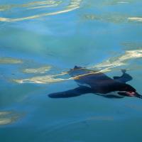Humboldt Penguin