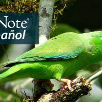 A Green-rumped Parrotlet in profile perching on a branch in bright sunlight