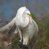 Great Egret displaying its beautiful breeding plumage