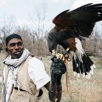 Falconer Rodney Stotts standing outdoors with a Harris's Hawk on his glove-covered raised left fist