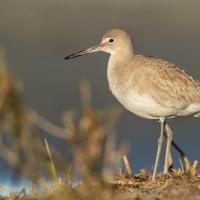 Willet on grassland