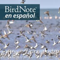 A flock of Wilson's Phalaropes fly before the sea. "BirdNote en español" appears in the upper left corner.