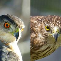 Adult Cooper's Hawk compared to a juvenile Cooper's Hawk