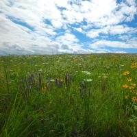 A shot of grasslands with various wildflowers and a blue sky above