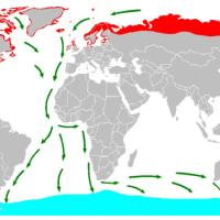 Map of Arctic Tern migration