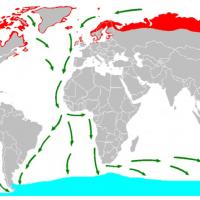 Map of Arctic Tern migration