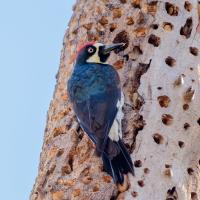 An Acorn Woodpecker showing its dark back, black and white head and red top patch as it clings to a tree trunk dotted with small holes, some filled with acorns