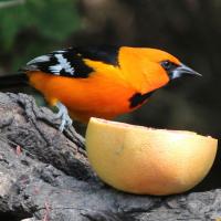Altamira Oriole at a feeding station, perched next to a sliced orange