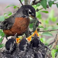 American Robin feeding babies