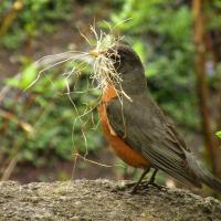 American Robin with grasses in its beak to carry back to nest building site