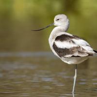 American Avocet standing on one leg