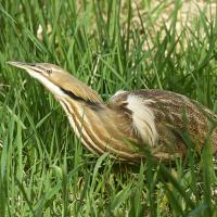 American Bittern crouched in tall green grass