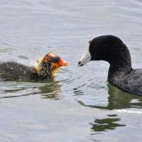 American Coot and its chick