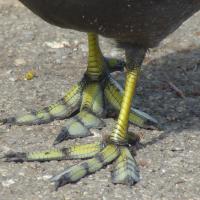 Close-up of the lobed toes on the waterbird American Coot's feet