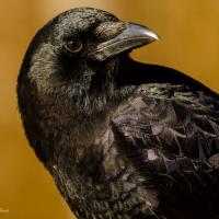 American Crow in closeup, it's head turned toward its left shoulder, feathers gleaming in the sun