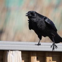 American Crow calling while standing on a fence railing.