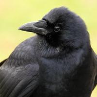 American Crow facing viewer, head turned to its right shoulder.