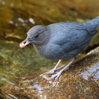 A small dark grey bird stands on a partially submerged rock, holding a bright orange salmon egg in its beak.