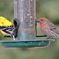 Two birds perched at a bird feeder — a yellow and black American Goldfinch on the left, and a House Finch on the right, displaying its brownish grey plumage with reddish feathers on its throat and breast.