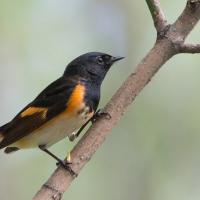 American Redstart perched on a branch