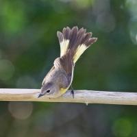 Female American Redstart bird is leaning forward while on a stout branch, holding her tail up high. She displays her light brown back with darker brown wing, lemon yellow on breast, and her tail has both yellow and dark brown on the feathers.