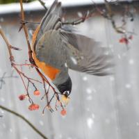 American Robin fluttering on a branch to eat berries