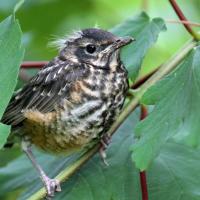 American Robin fledgling sitting on a branch