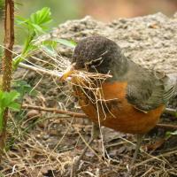 American Robin with grasses in its beak to carry back to nest building location
