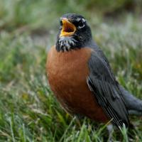 American Robin singing