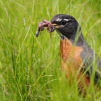 An American Robin standing in grass, with earthworms clasped in its beak