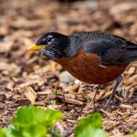 American Robin listening for worm under the ground